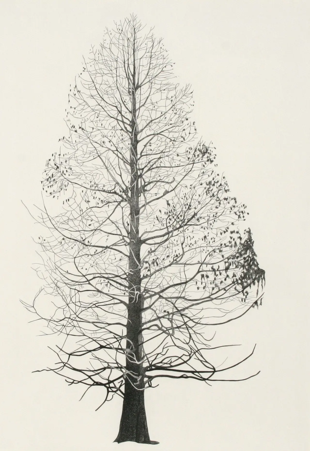 Annie Ovenden - tree in springfield park iii